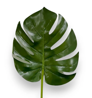 Philodendron Leaf