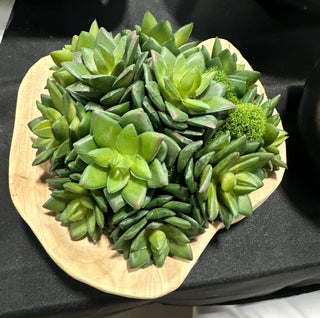 Small Teak Succulent Bowl Arrangement