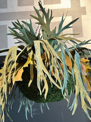 Hanging Staghorn Moss Basket