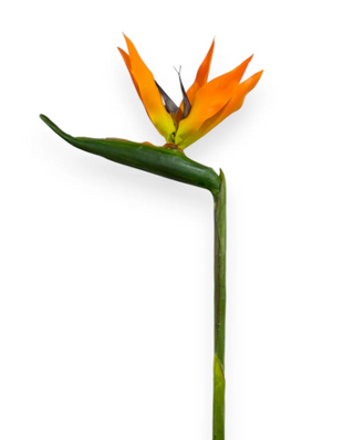 35" Birds of Paradise