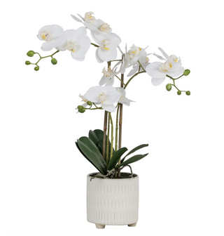 22" Orchid Arrangement