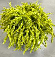 Amaranthus Bowl Arrangement