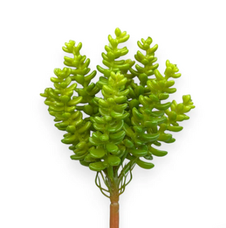 4" Succulent Sedum