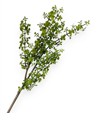 37" Spekboom Leaf Spray