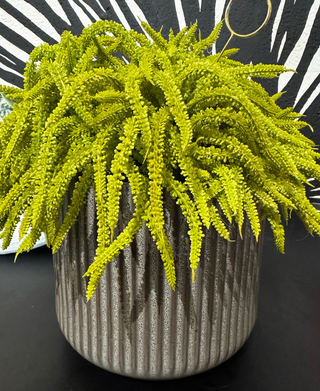 Amaranthus Bowl Arrangement