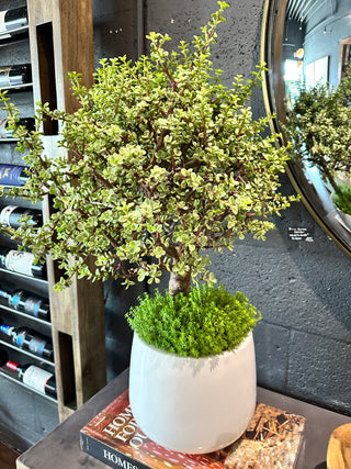 7yo Jade Bonsai Tree, Medium