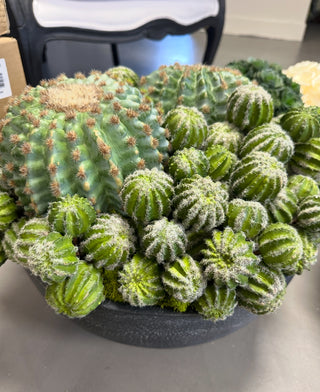 Cactus Black Bowl