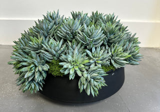 Succulent Black Bowl, Large