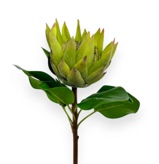 25" Green Protea