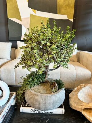 7yo Jade Bonsai Tree, Large