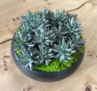 Small Succulent Black Bowl