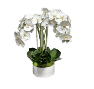 Orchid White Bowl Arrangement
