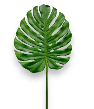Big Leaf Monstera Stem
