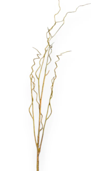 51" Curly Willow