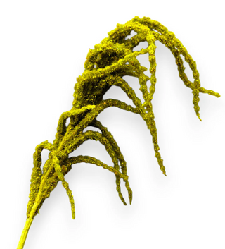Amaranthus Spring
