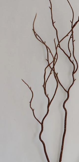 Curly Wood Willow Branches