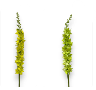 23" Foxtail Lily Stem