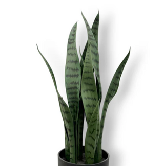 Sansevieria Pick 38"