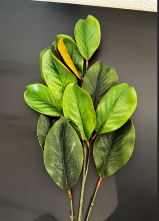Magnolia Leaf