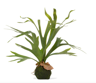 Staghorn Fern with Soil Ball