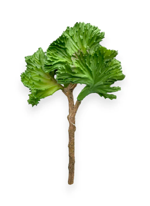 13" Cabbage Succulent