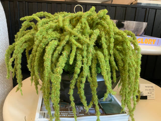 Amaranthus Black Bowl